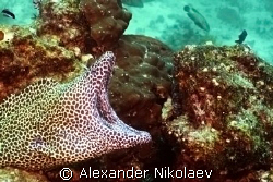 I search for the dentist with reasonable prices. by Alexander Nikolaev 